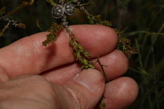Leptospermum liversidgei