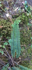 Asplenium monanthes