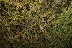 Leptospermum liversidgei