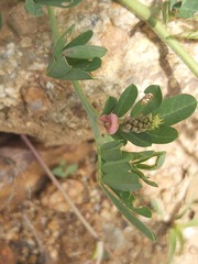 Indigofera hendecaphylla