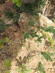 Indigofera hendecaphylla