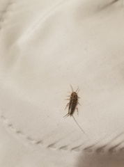 Ctenolepisma longicaudatum