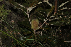 Banksia robur
