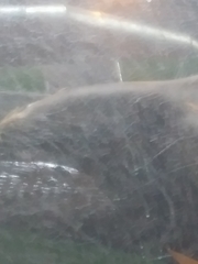 Zalophus californianus