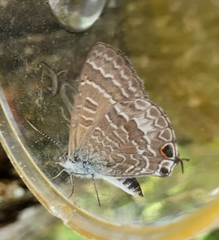 Theclinesthes onycha