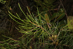 Hakea actites