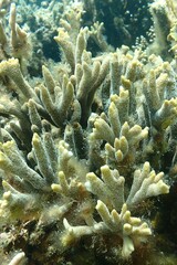 Montipora digitata