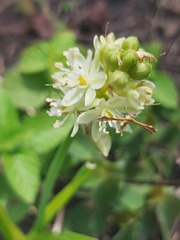 Albuca virens