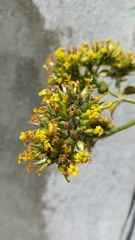 Kalanchoe densiflora