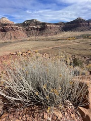 Ericameria nauseosa juncea