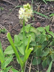 Albuca virens