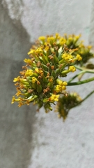 Kalanchoe densiflora