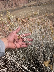 Ericameria nauseosa juncea