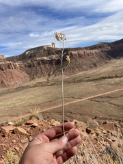 Ericameria nauseosa juncea