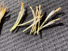 Ericameria nauseosa juncea