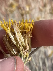 Ericameria nauseosa juncea