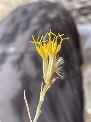 Ericameria nauseosa juncea