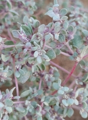 Tidestromia suffruticosa