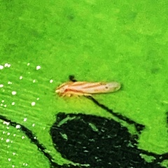 Erythridula volucris