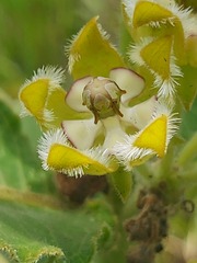 Xysmalobium undulatum