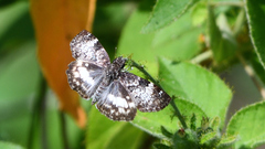 Chiomara georgina georgina