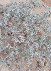 Tidestromia suffruticosa