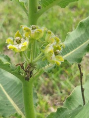 Xysmalobium undulatum