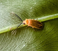 Stenocladius bicoloripes