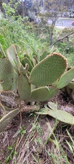 Opuntia rufida