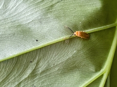 Stenocladius bicoloripes
