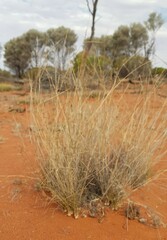 Eragrostis eriopoda