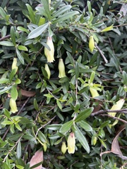 Billardiera macrantha