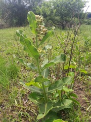 Xysmalobium undulatum