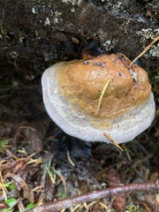 Fomitopsis