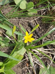 Hypoxis angustifolia