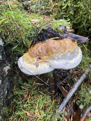 Fomitopsis