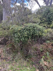 Billardiera macrantha