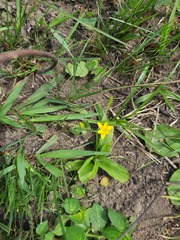 Hypoxis angustifolia