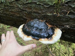 Fomitopsis
