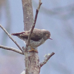 Daphoenositta chrysoptera