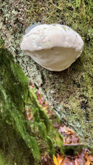 Fomitopsis