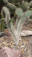 Opuntia senilis