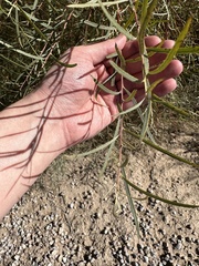 Salix exigua