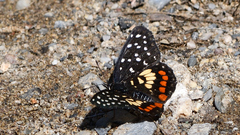 Chlosyne melitaeoides melitaeoides