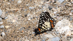 Chlosyne melitaeoides melitaeoides