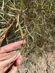 Salix exigua
