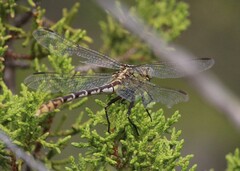 Dromogomphus spoliatus