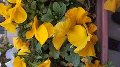 Viola × wittrockiana
