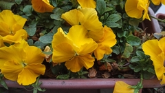 Viola × wittrockiana