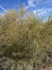Salix exigua
